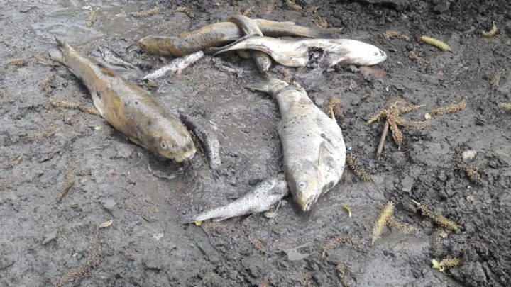 Экологи Шымкента обещают через 5 дней установить причину гибели рыбы в Кошкарате