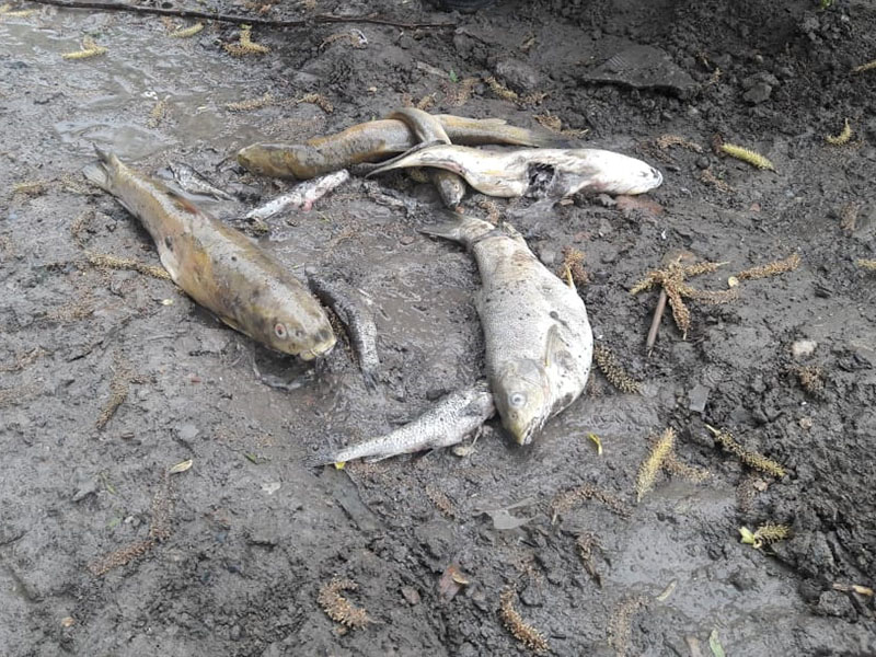 Экологи Шымкента обещают через 5 дней установить причину гибели рыбы в Кошкарате