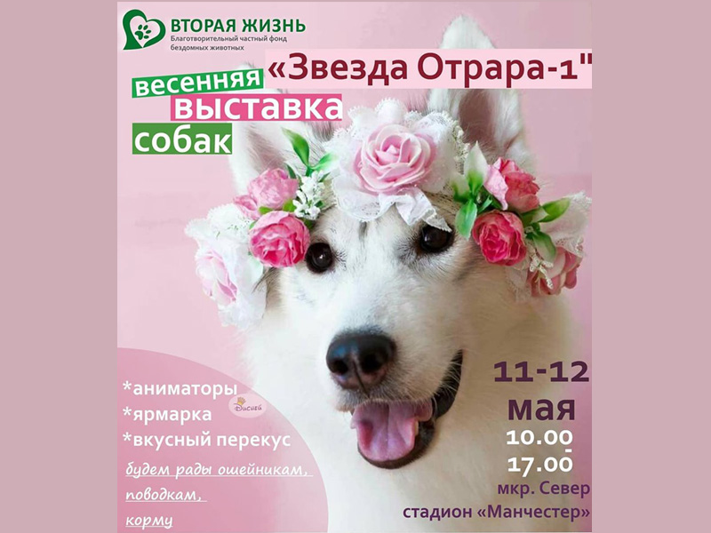 Весенняя выставка собак пройдет в Шымкенте