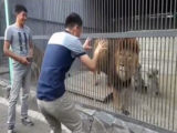 В Караганде разыскивают парней, которые кидали камни во львов в зоопарке