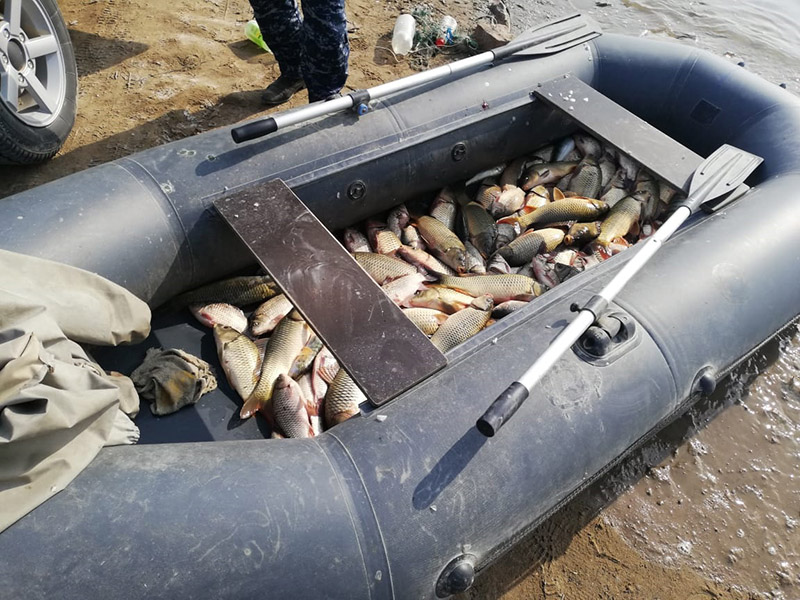 Почти 100 кг рыбы выловил браконьер в Арысском районе