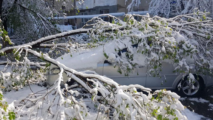 Ночной снегопад уничтожил и повредил сотни деревьев в Шымкенте