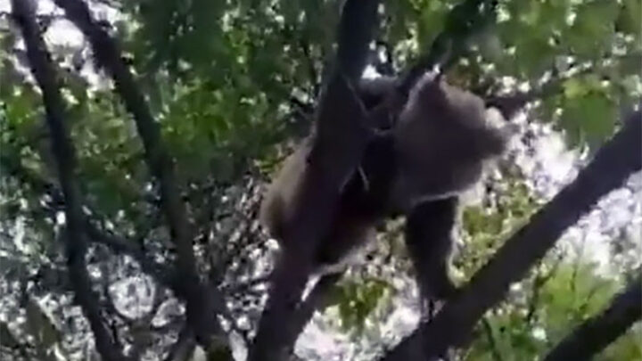 Медвежонок хозяйничал в саду жителя Тулькубасского района