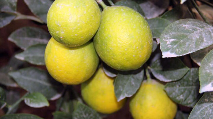 Лимоны в стране подорожали за месяц почти на 50%