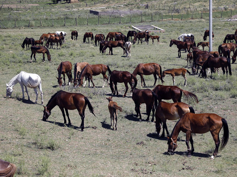 Лошадей на 150 млн тенге похитили скотокрады в Туркестанской области