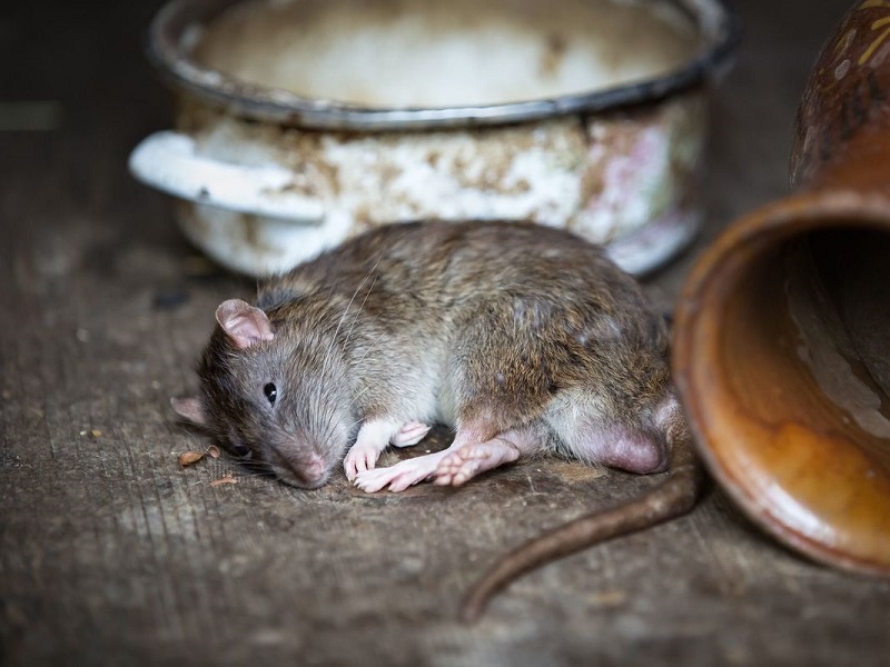 На борьбу с крысами в Шымкенте потратят 49 млн тенге
