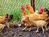 Массовый падеж птиц в Шымкенте произошел не из-за птичьего гриппа