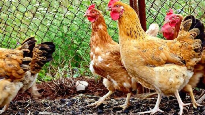 Массовый падеж птиц в Шымкенте произошел не из-за птичьего гриппа