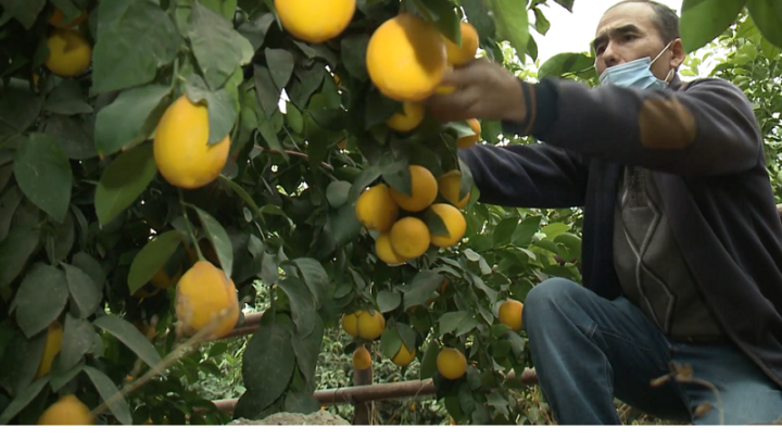 Лимоны, выращенные в Туркестанской области, стоят в два раза дешевле импортных