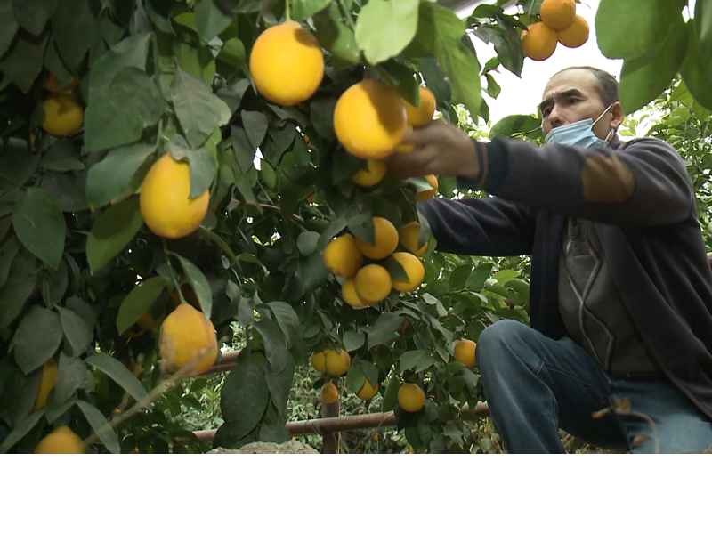 Лимоны, выращенные в Туркестанской области, стоят в два раза дешевле импортных