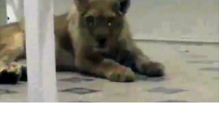 Львенка, которого увидели в шымкентской гостинице, разыскивают полицейские