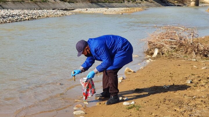 Готовы анализы рыбы, которая погибла в реке Бадам в Шымкенте