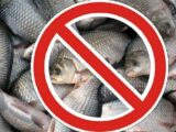 Запрет на рыбалку введен в Туркестанской области