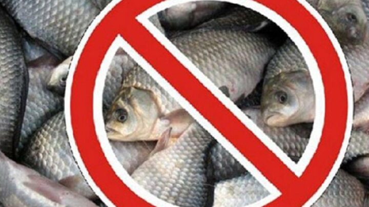 Запрет на рыбалку введен в Туркестанской области