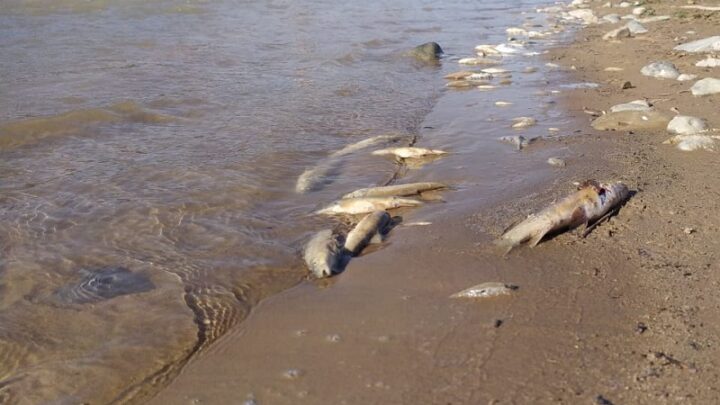 Отравление могло спровоцировать мор рыб в Шымкенте