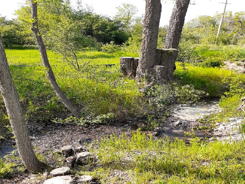 В дендропарке Шымкента на месте деревьев появится место для фастфуда