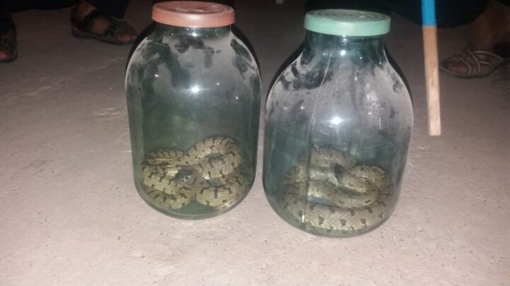 2 змеи заползли в дом шымкентцев