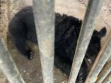 В Шымкенте временно эвакуировали посетителей из зоопарка