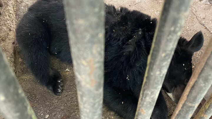 В Шымкенте временно эвакуировали посетителей из зоопарка
