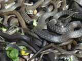 2 раза за сутки спасатели Шымкента выезжали на отлов змей