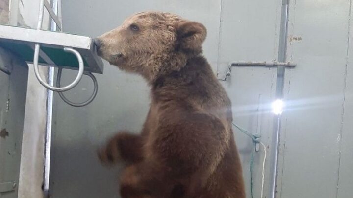 Цирковых медведей пытались продать в Шымкенте