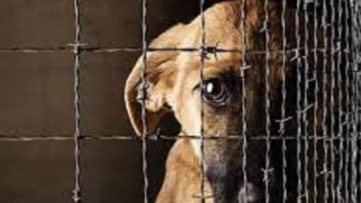 В Шымкенте в 6 раз стало больше правонарушений с жестоким обращением с животными