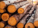 В Казахстане вводят запрет на лесоматериалы