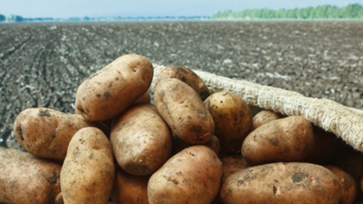 Запрет на экспорт картофеля введут в Казахстане