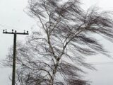 В Шымкенте 25 ноября ожидается сильный ветер
