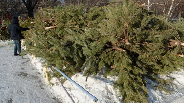 За незаконную вырубку елок в Казахстане грозит штраф в 46 тысяч тенге