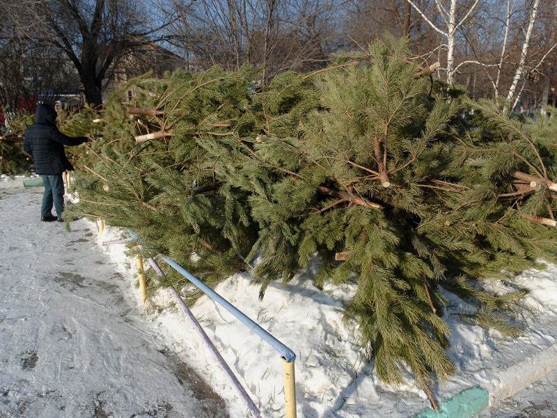 За незаконную вырубку елок в Казахстане грозит штраф в 46 тысяч тенге