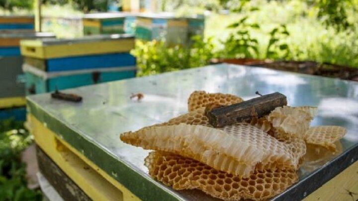 Пчелы массово гибнут в Шымкенте