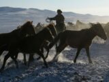 В Казахстане скотокрады нанесли ущерб пострадавшим на сумму 435,9 млн тг