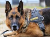 В Шымкенте служебная собака по кличке Кай обезвредила преступника