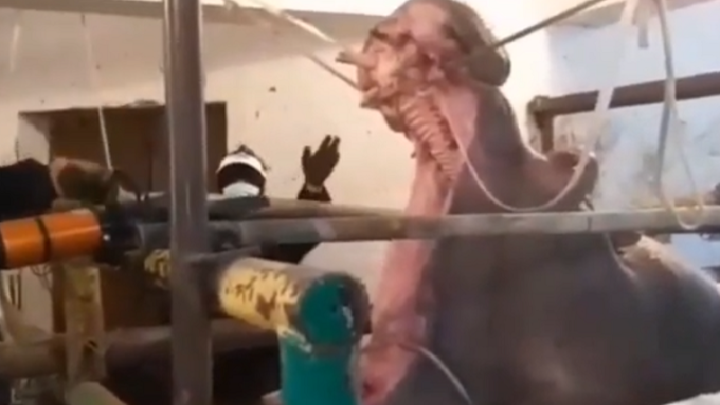 Бегемота спасали в шымкентском зоопарке