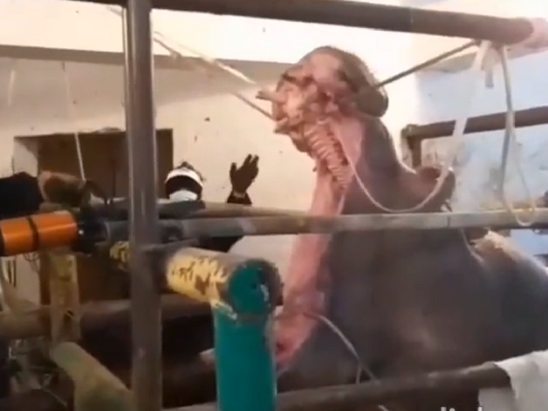 Бегемота спасали в шымкентском зоопарке