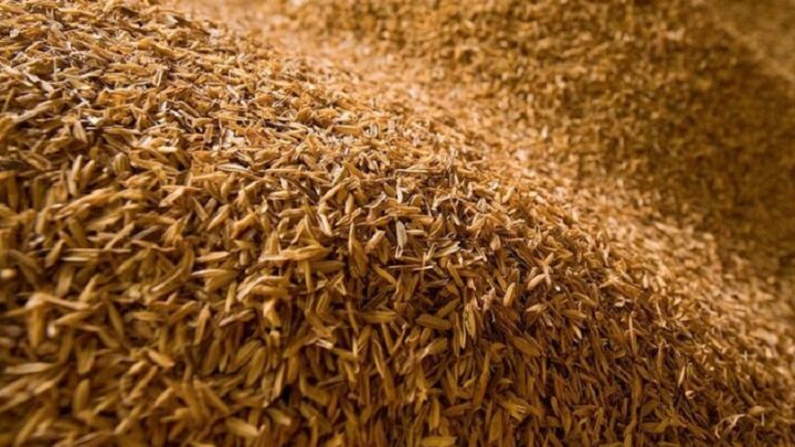 В Казахстане ученый разработали технологию получения диоксида кремния из рисовой шелухи
