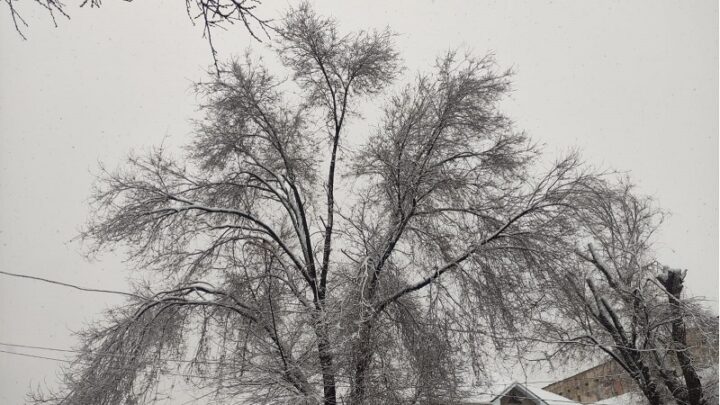 На встряхивание снега с деревьев из бюджета Шымкента выделены 891 тыс. тенге