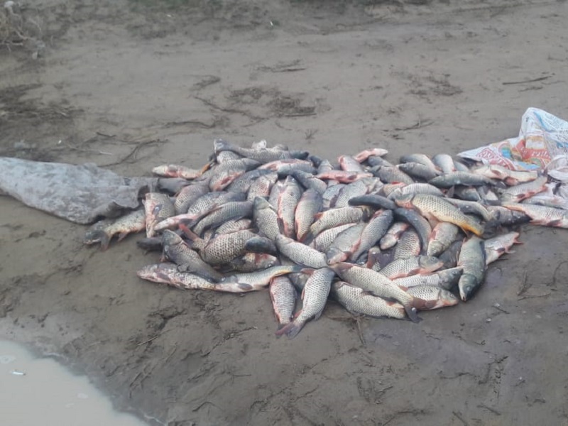 125 кг сазана выловили браконьеры в Шардаринском водохранилище