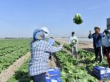 10 млн тенге с гектара пекинской капусты зарабатывают дехкане Туркестанской области