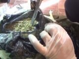 Полицейские изъяли 10 кг марихуаны у жителя Аягоз в квартире