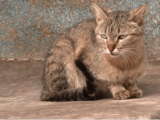 История спасения кошки Няши