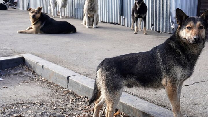 755 жителей Туркестанской области пострадали от укусов бездомных собак