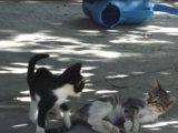 Свой новый дом и любящих хозяев ищут котята Степа и Кисуня
