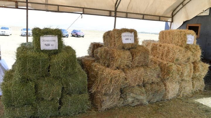 Запас корма на 1,5 года создадут в Туркестанской области