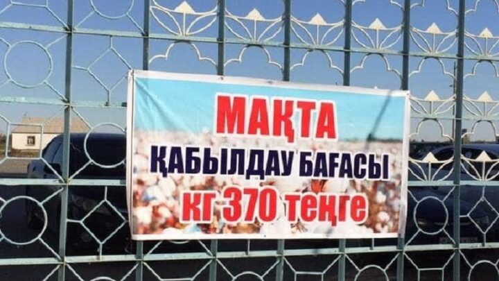 Цена хлопка в Туркестанской области поднялась до 370 тыс. тенге за тонну