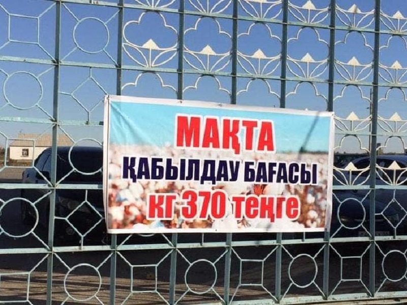 Цена хлопка в Туркестанской области поднялась до 370 тыс. тенге за тонну