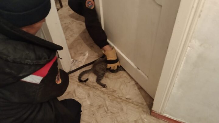 Спасатели Шымкента освободили кошку от дверного плена