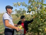 Яблочный бизнес развивают все больше жителей Тюлькубасского района