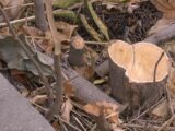 Массовой вырубкой деревьев возмущены жители Шымкента